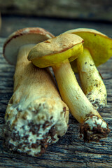 Natural forest mushrooms, white mushroom, boletus, porcini. Forest mushrooms on different backgrounds. The concept of natural food, haute cuisine, vegetarian cuisine, restaurant gourmet dishes.