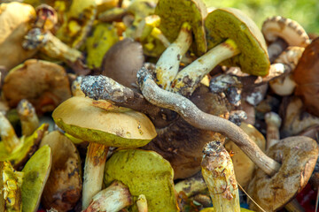 Natural forest mushrooms, white mushroom, boletus, porcini. Forest mushrooms on different backgrounds. The concept of natural food, haute cuisine, vegetarian cuisine, restaurant gourmet dishes.