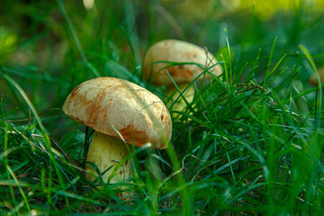 Natural forest mushrooms, white mushroom, boletus, porcini. Forest mushrooms on different backgrounds. The concept of natural food, haute cuisine, vegetarian cuisine, restaurant gourmet dishes.