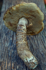 Natural forest mushrooms, white mushroom, boletus, porcini. Forest mushrooms on different backgrounds. The concept of natural food, haute cuisine, vegetarian cuisine, restaurant gourmet dishes.