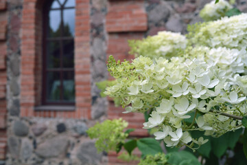 Delicate green flowers of a Japanese hydrangea bush on a blurred background of an old stone wall of a house.