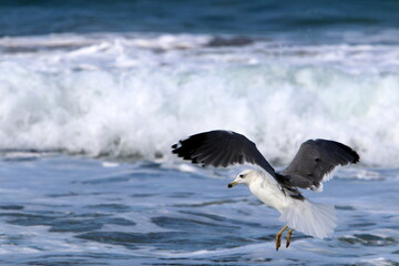 A seagull sits on the shore of the Mediterranean Sea.
