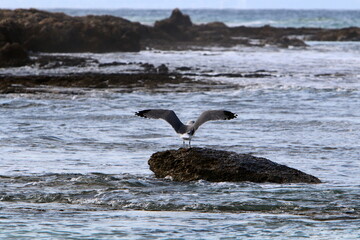 A seagull sits on the shore of the Mediterranean Sea.