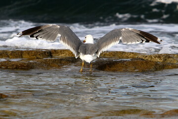 A seagull sits on the shore of the Mediterranean Sea.