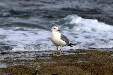 A seagull sits on the shore of the Mediterranean Sea.