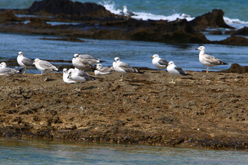 Obraz premium A seagull sits on the shore of the Mediterranean Sea.