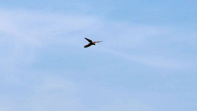 Flying falcon and hunting falconidae shaking in flight looking for prey like mice and rabbits gliding through the air with spreaded wings is a mighty eagle or fast hawk with majestic feathered wings