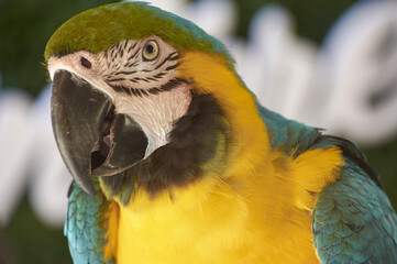 Close-up portrait of three-quarters guacamayas