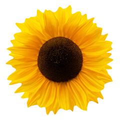 1 Sonnenblume und Hintergrund transparent   Sunflower