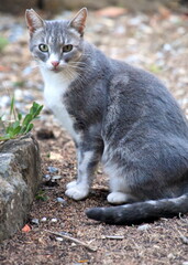 Graues Kätzchen mit weißem Lätzchen