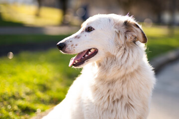 beautiful close-up portrait of a dog