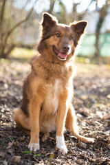 beautiful close-up portrait of a dog