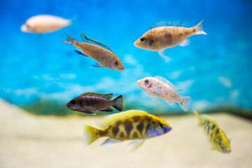 beautiful colored fish in the aquarium