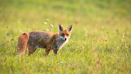 Furry red fox, vulpes vulpes, looking into the camera on meadow in autumn. Mammal predator standing in grass illuminated by soft evening light from side with copy space.