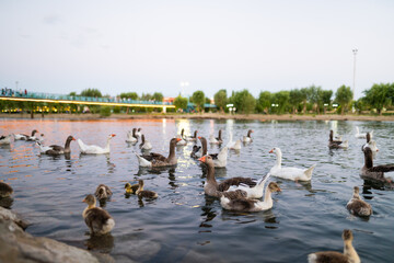 Fototapeta premium a flock of geese on the river