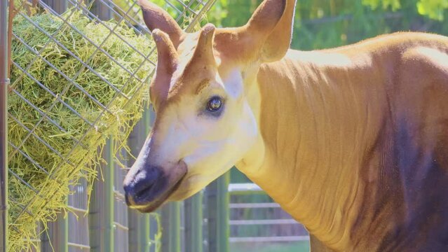 Close up shot of Okapi eating grass