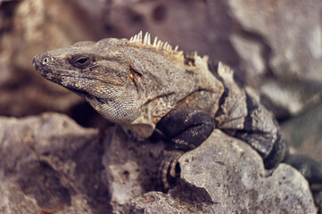 Close-up of a gray iguana