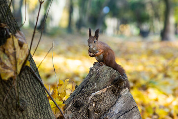beautiful squirrel in the park on a tree