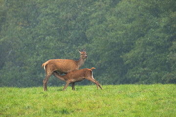 Naklejka na ściany i meble Mother red deer, cervus elaphus, feeding her young with milk on a summer meadow in rain. Hind breastfeeding fawn with copy space. Concept of animal love.