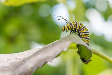 Monarch butterfly caterpillar crawling across a leaf in garden