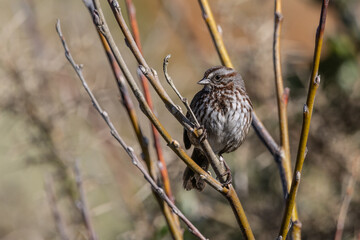 Sparrow perched on a branch on a bright and sunny day on the Oregon Coast