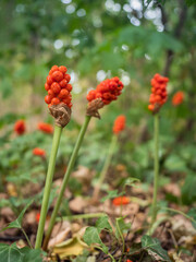 Aufrecht stehende Pflanzen des Aronstabes mit roten Früchten im Wald fotografiert.