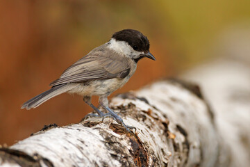 Czarnogłówka (Poecile montanus) © Grzegorz