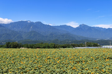 八ヶ岳とひまわり畑／山梨県北杜市