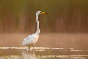 Czapla biała (Ardea alba)