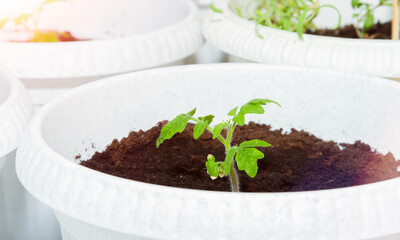 Growing genetically pure products. Non-gmo food. 100 natural product.