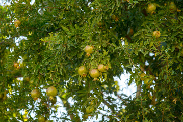 Green unripe pomegranate grows on a tree