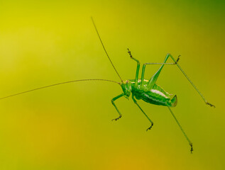 Grüne Heuschrecke mit langen Fühlern vor neutralen Hintergrund.