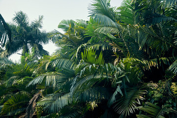 Fototapeta premium branches of lush green coconut - palm trees inside AJC Bose Indian Botanic garden, at Shibpur, Howrah.