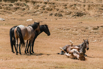The horses are grazing in the pasture, the horse is lying around
