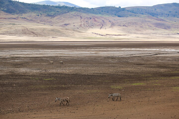 zebras in dry landscape