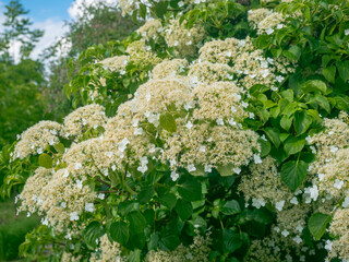 Blühender Strauch des gemeinen Schneeballs (Viburnum opulus).