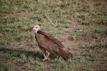 vulture on the ground