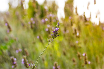 Flowering violet lavender on a blurry natural green background. Flower branch against a background of a blooming lavender shrub for natural organic cosmetic in summer garden. Lavender fields Provence.
