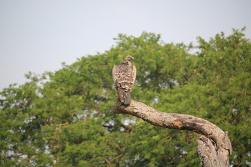 Fototapeta na wymiar vulture on branch