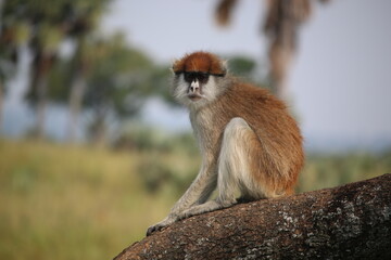 monkey sitting on a trunk
