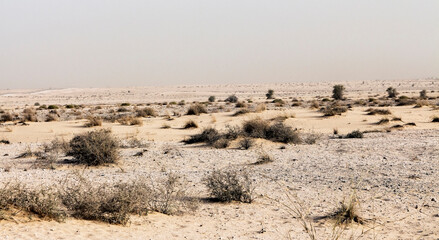 photo deserts, arab emirates, sands, dunes, sky, sparse vegetation