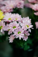 Fototapeta na wymiar Close-up of a bouquet of dark pink chrysanthemum flowers.pink winter chrysanthemum flowers with space for text. garden chrysanthemum