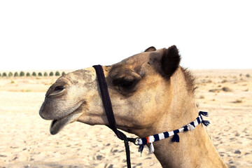 photo of a camel, desert. sands, dunes, sky, arab emirates