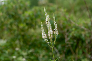 Culver's Root Flowers Growing In The Field