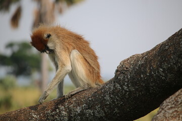 monkey playing on a tree