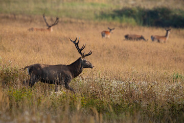 Red deer, cervus elaphus, stag walking in front of a herd in rutting season. Male mammal with antlers moving along a meadow with dry yellow grass with hinds in background.
