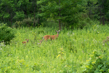 A Doe With Two Tiny Fawns Hidden In The Tall Grass