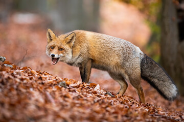 Red fox, vulpes vulpes, chewing with open mouth in autumn forest among fallen orange leaves. Furry mammal feeding in nature. Animal wildlife from side view.