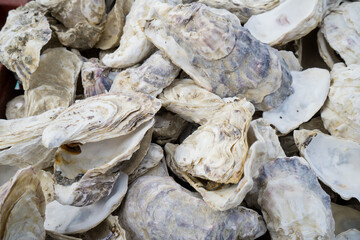 Tas de coquilles d'huîtres vides