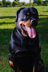 Close-up of a Rottweiler breed dog looking to the left.